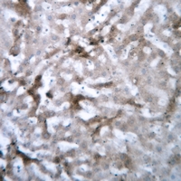19 - Anti-GSTM1 Antibody AP52008