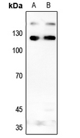 1 - Anti-INCENP Antibody AP52012