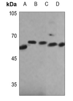 1 - Anti-NOX4 Antibody AP52013