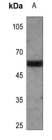 1 - Anti-PANK2 Antibody AP52014