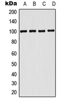 1 - Anti-CD203c Antibody AP52015