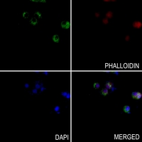 3 - Anti-SOX11 Antibody AP52016