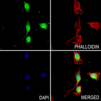 3 - Anti-Thioredoxin 1 Antibody AP52017
