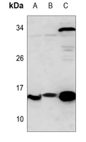 1 - Anti-Thioredoxin 1 Antibody AP52017