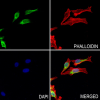 3 - Anti-WFS1 Antibody AP52019