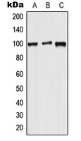 1 - Anti-WFS1 Antibody AP52019