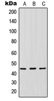 1 - Anti-IDO1 Antibody AP52020