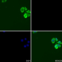 3 - Anti-cIAP1 Antibody AP52022
