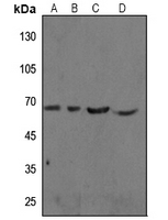 1 - Anti-cIAP1 Antibody AP52022