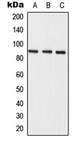 1 - Anti-Semaphorin 3E Antibody AP52023