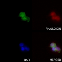 3 - Anti-FGF19 Antibody AP52024