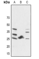 1 - Anti-FGF19 Antibody AP52024