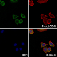 3 - Anti-CD154 Antibody AP52025
