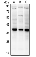 1 - Anti-CD154 Antibody AP52025