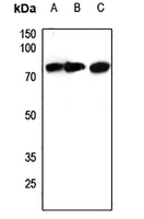 1 - Anti-ACSS1 Antibody AP53283