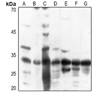 1 - Anti-ATP5C1 Antibody AP53285