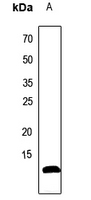 1 - Anti-ATP5I Antibody AP53286