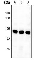 1 - Anti-Complement C1S Antibody AP53288