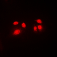 3 - Anti-CBFB Antibody AP53289