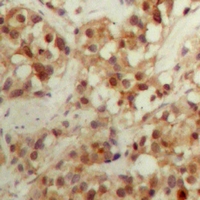 19 - Anti-CBFB Antibody AP53289