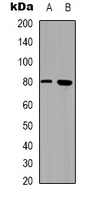 1 - Anti-CD248 Antibody AP53290