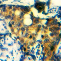 19 - Anti-CD300d Antibody AP53291