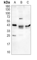 1 - Anti-CD300d Antibody AP53291