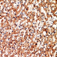 19 - Anti-CD3d Antibody AP53292