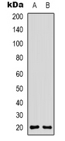 1 - Anti-CD3d Antibody AP53292