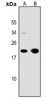 1 - Anti-CD3e Antibody AP53293