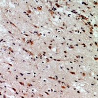 19 - Anti-CD58 Antibody AP53294
