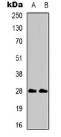1 - Anti-CD58 Antibody AP53294