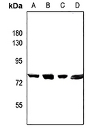 1 - Anti-CEP78 Antibody AP53295