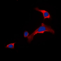 3 - Anti-DOK6 Antibody AP53296