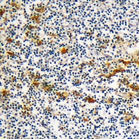 19 - Anti-DOK6 Antibody AP53296