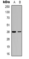 1 - Anti-DOK6 Antibody AP53296