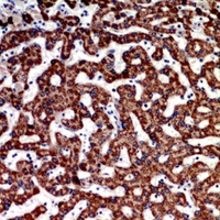 19 - Anti-ECI1 Antibody AP53297