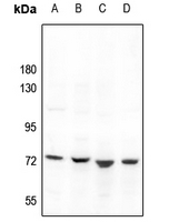 1 - Anti-GBP4 Antibody AP53300