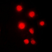 3 - Anti-HMGB2 Antibody AP53302
