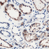 19 - Anti-MOB3C Antibody AP53305