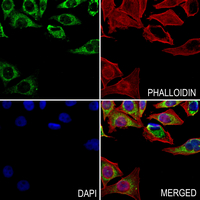 3 - Anti-MRPL48 Antibody AP53307