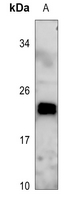 1 - Anti-MRPL48 Antibody AP53307
