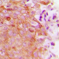 19 - Anti-MRRF Antibody AP53308