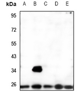 1 - Anti-MRRF Antibody AP53308