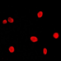 3 - Anti-CBP20 Antibody AP53309