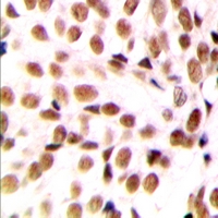 19 - Anti-NFYB Antibody AP53310