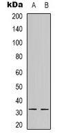1 - Anti-NFYB Antibody AP53310