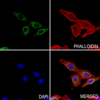 3 - Anti-PP15 Antibody AP53312