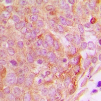 19 - Anti-PP15 Antibody AP53312
