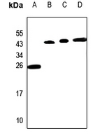1 - Anti-PP15 Antibody AP53312